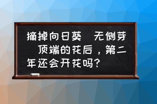 向日葵侧芽都有花苞怎么处理 摘掉向日葵(无侧芽)顶端的花后，第二年还会开花吗？