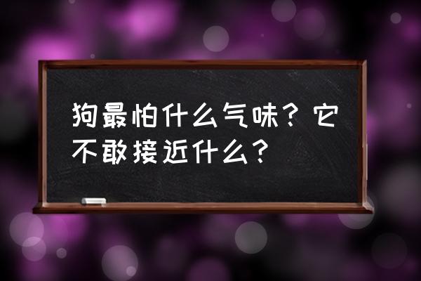 橡胶车这个游戏里面的车如何飞翔 狗最怕什么气味？它不敢接近什么？