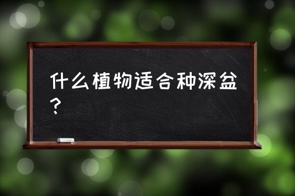 矮化向日葵的种植方法和管理技巧 什么植物适合种深盆？