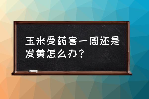 除草剂对玉米构成伤害怎么处理 玉米受药害一周还是发黄怎么办？