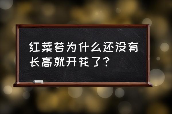 红菜苔种植时间和详细方法 红菜苔为什么还没有长高就开花了？