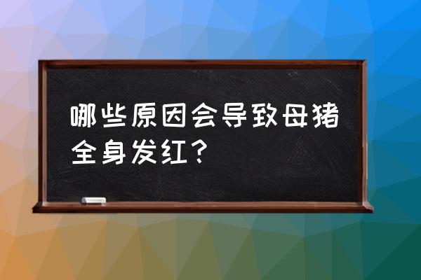 猪李氏杆菌病的特征 哪些原因会导致母猪全身发红？