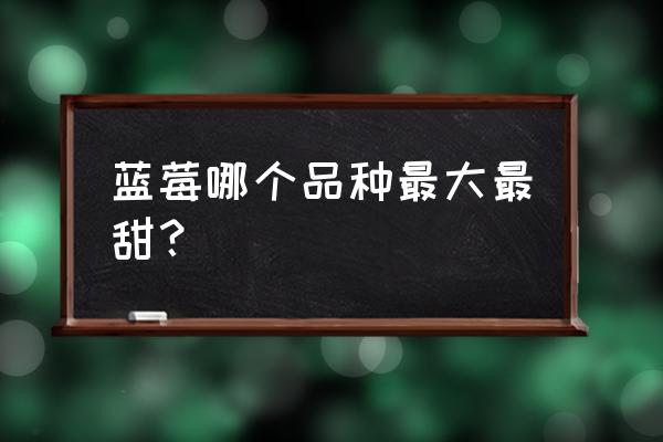 蓝莓怎么样才能又大又好吃 蓝莓哪个品种最大最甜？