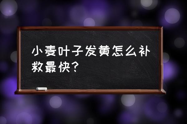 目前小麦叶尖发黄干枯怎么治 小麦叶子发黄怎么补救最快？