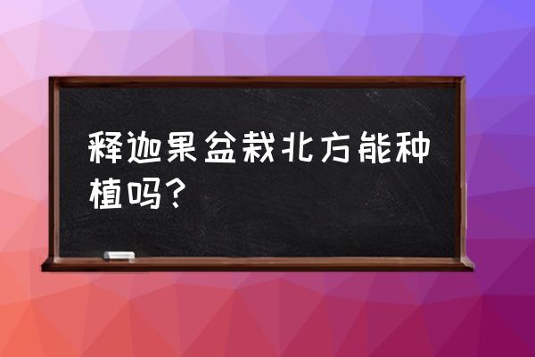 释迦果树苗价格多少 释迦果盆栽北方能种植吗？