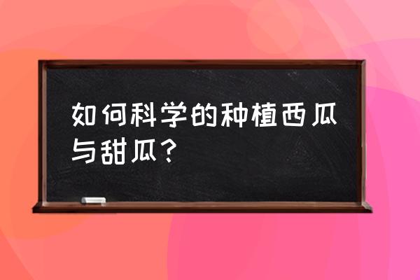 中国甜瓜种植面积排名 如何科学的种植西瓜与甜瓜？