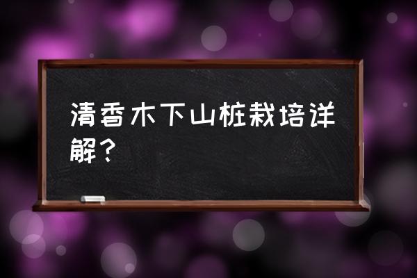 小根菜的须根能吃吗 清香木下山桩栽培详解？