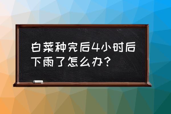 刚出土的菜苗雨水太多 白菜种完后4小时后下雨了怎么办？