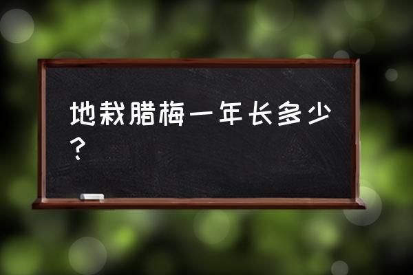 什么树长得快又大 地栽腊梅一年长多少？