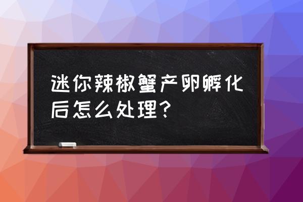 可爱的迷你螃蟹 迷你辣椒蟹产卵孵化后怎么处理？