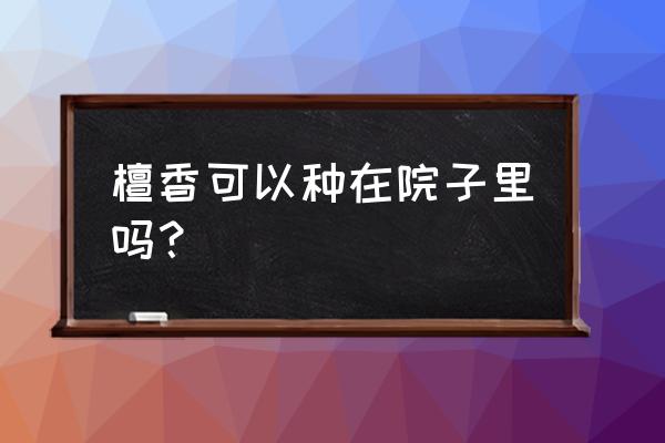 檀香树苗能种在自家院子里吗 檀香可以种在院子里吗？