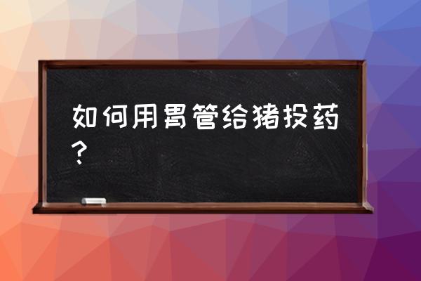 猪吃食物鼻子怎么呼吸 如何用胃管给猪投药？