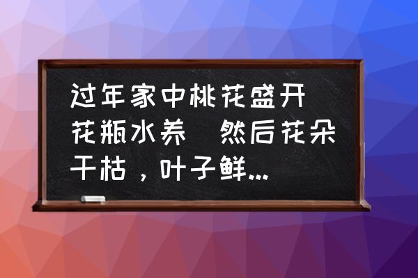 桃花树掉叶子是怎么回事 过年家中桃花盛开（花瓶水养）然后花朵干枯，叶子鲜嫩单但会掉落，请问如何调理？