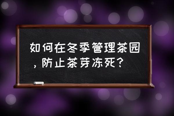 茶叶初期最怕哪种病害 如何在冬季管理茶园，防止茶芽冻死？