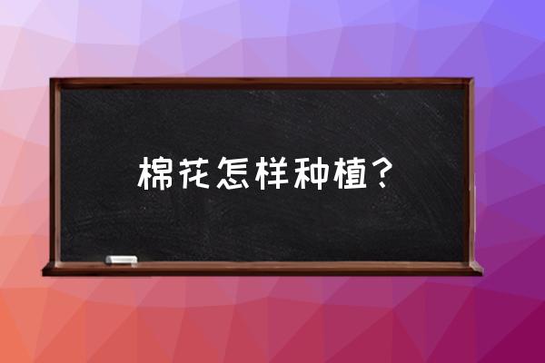 棉花播种前准备包括哪些具体内容 棉花怎样种植？