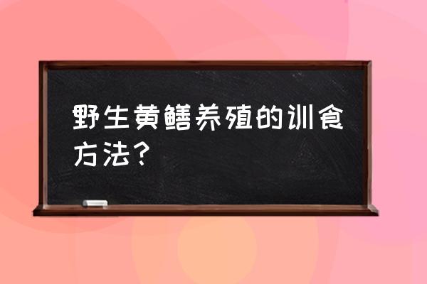 养殖黄鳝最好方法 野生黄鳝养殖的训食方法？