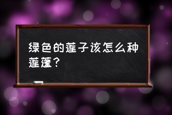 莲子种植技术和栽培方法 绿色的莲子该怎么种莲蓬？