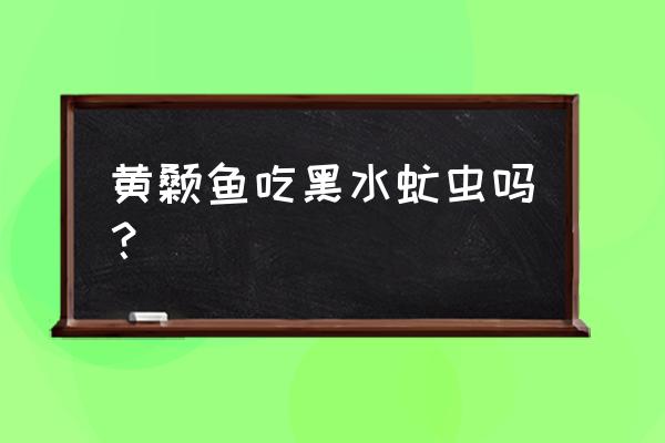 黑水虻大规模养殖的必备条件 黄颡鱼吃黑水虻虫吗？