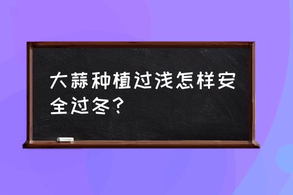 家庭盆栽大蒜冬季 大蒜种植过浅怎样安全过冬？