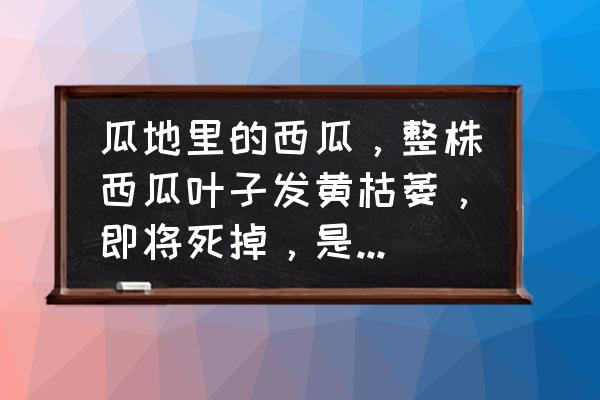 西瓜苗药害叶变形有什么办法 瓜地里的西瓜，整株西瓜叶子发黄枯萎，即将死掉，是啥原因引起的？