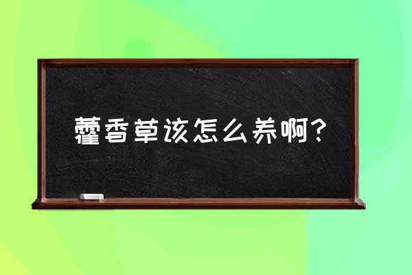 藿香蓟冬天养殖方法 藿香草该怎么养啊？