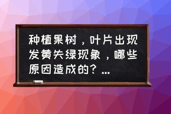 果树叶子发黄什么原因怎么办呢 种植果树，叶片出现发黄失绿现象，哪些原因造成的？该如何补救？