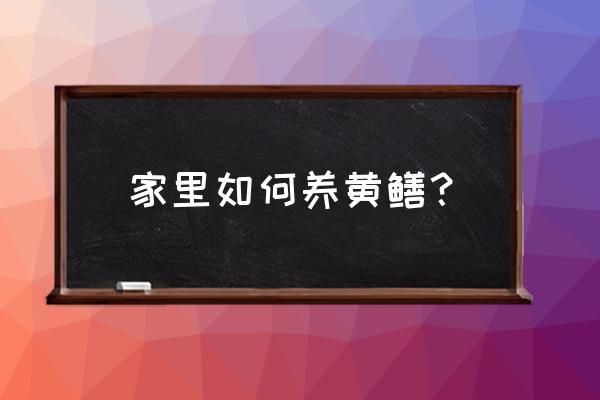 家庭养黄鳝正确方法 家里如何养黄鳝？