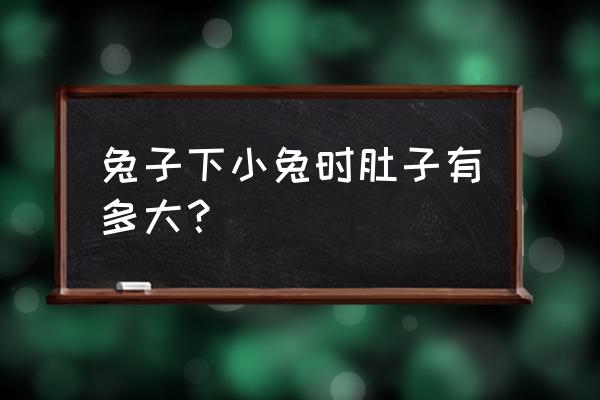 什么动物怀孕九个月可以下崽 兔子下小兔时肚子有多大？