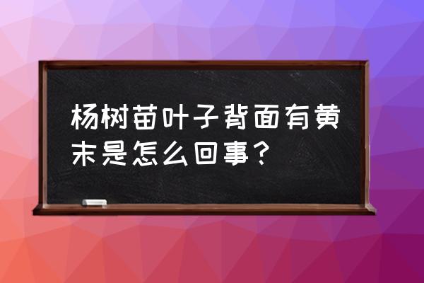 怎样辨别正宗107杨树苗 杨树苗叶子背面有黄末是怎么回事？