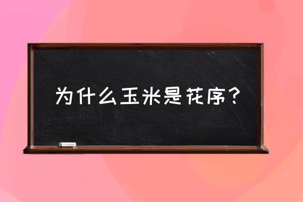 玉米的分化组织长什么样 为什么玉米是花序？