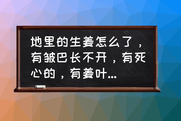 姜根腐病怎么防治 地里的生姜怎么了，有皱巴长不开，有死心的，有姜叶边缘枯黄，根部没有根腐现象？