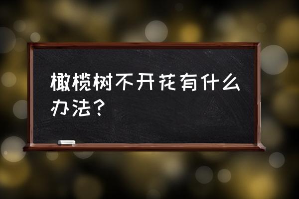 盆栽橄榄树施什么肥料 橄榄树不开花有什么办法？