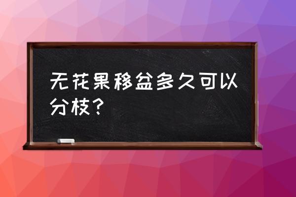 无花果树苗 无花果移盆多久可以分枝？