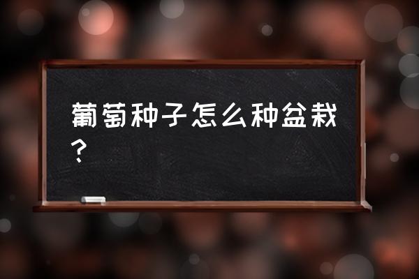 葡萄苗盆栽配土比例 葡萄种子怎么种盆栽？