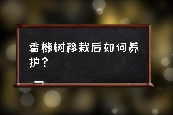 香橼为什么不能直接吃 香橼树移栽后如何养护？