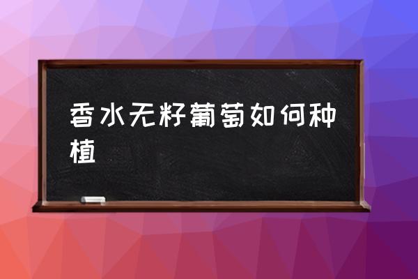 新手种植葡萄方法 香水无籽葡萄如何种植