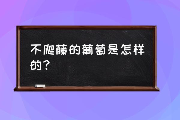 树上长得像葡萄的树叫什么 不爬藤的葡萄是怎样的？