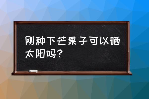 芒果种子哪头朝上 刚种下芒果子可以晒太阳吗？