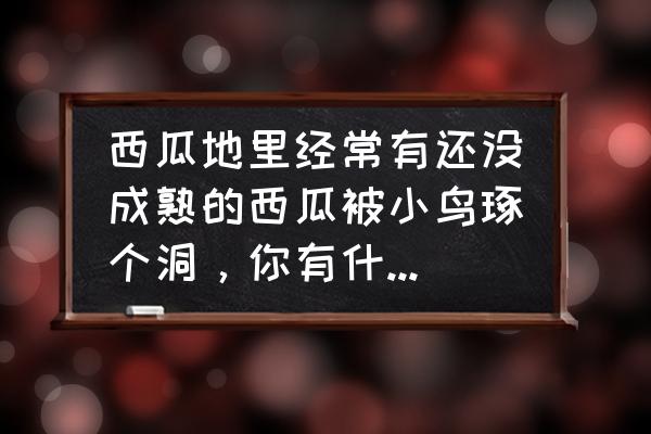 驱赶喜鹊用什么办法好 西瓜地里经常有还没成熟的西瓜被小鸟琢个洞，你有什么好的办法驱赶小鸟？