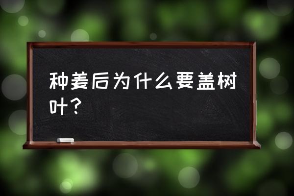 大姜6米棚如何使用遮阳网 种姜后为什么要盖树叶？