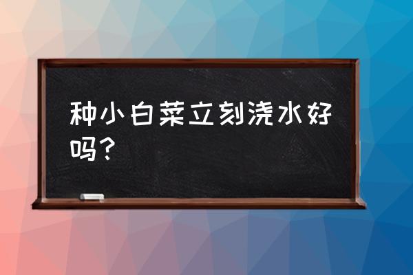 刚刚移栽的大白菜如何浇水 种小白菜立刻浇水好吗？