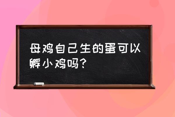 正常母鸡孵蛋能孵出小鸡吗 母鸡自己生的蛋可以孵小鸡吗？