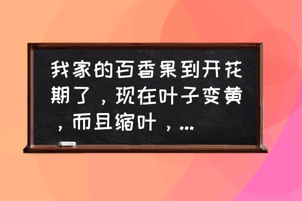 百香果叶子干枯发黄怎么办 我家的百香果到开花期了，现在叶子变黄，而且缩叶，到底是怎么回事？该怎么治？