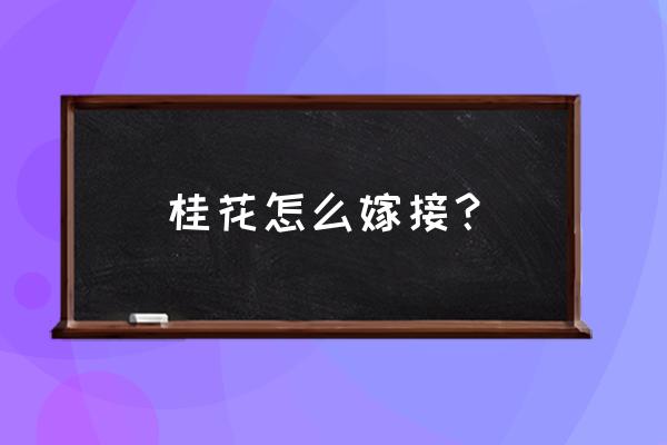 桂花树的正确嫁接方法 桂花怎么嫁接？