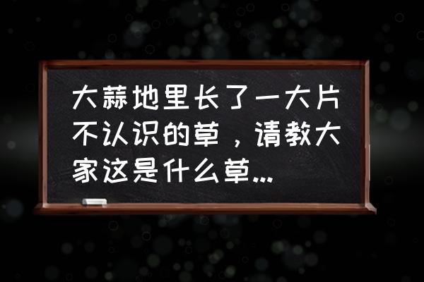 大蒜种植后多久拿掉盖在上面的草 大蒜地里长了一大片不认识的草，请教大家这是什么草啊，怎么根除呢？在线等，着急啊？