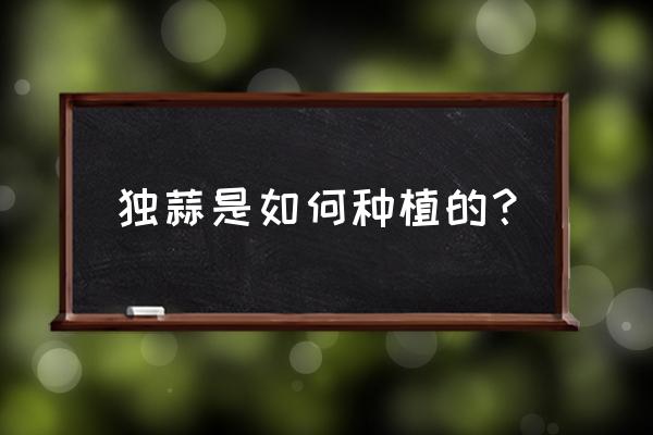 如何种好水蒜 独蒜是如何种植的？