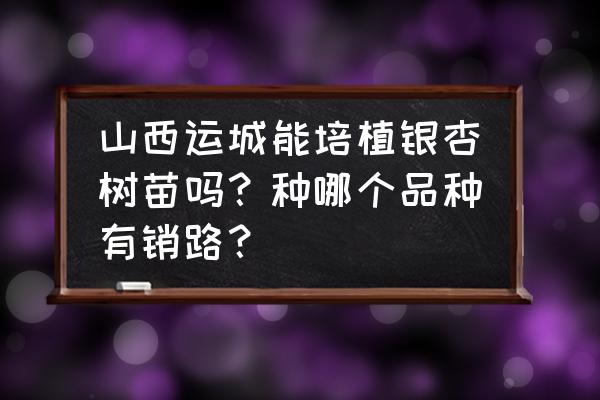 怎么找银杏树销路 山西运城能培植银杏树苗吗？种哪个品种有销路？