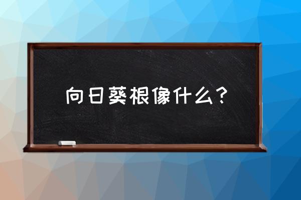 向日葵杆芯能治什么病 向日葵根像什么？