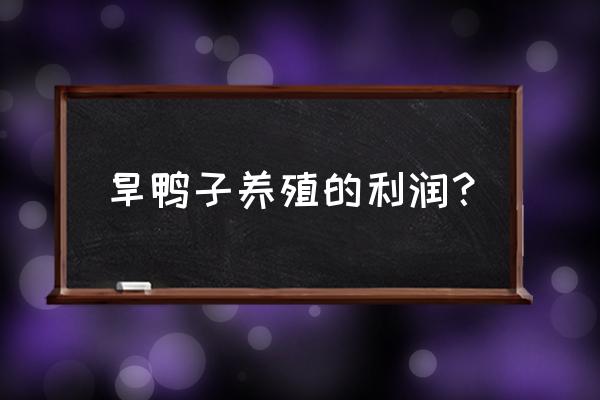 养殖蛋鸭未来二年行情怎么样 旱鸭子养殖的利润？